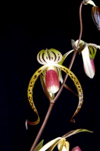 Paphiopedilum Memoria Joan Levy Huntington's Delight AM/AOS 83 pts.